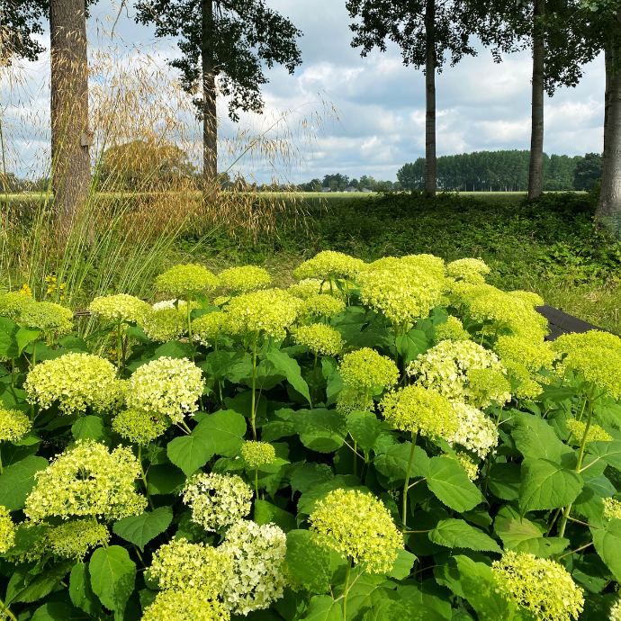 Little Lime Hydrangea Flower seeds for Planting - Shade Tolerant, Heirloom & GMO Free Seeds for Home Garden