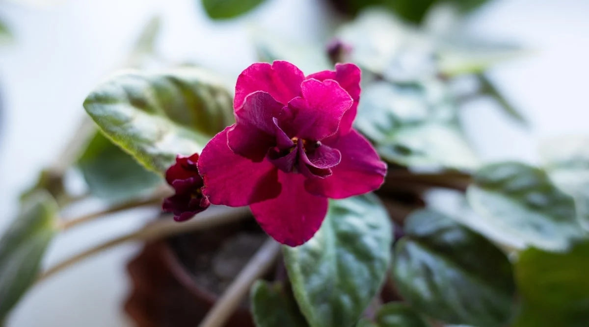 Mini Violet Dark Red Flower Seeds for Planting - Rare Variety