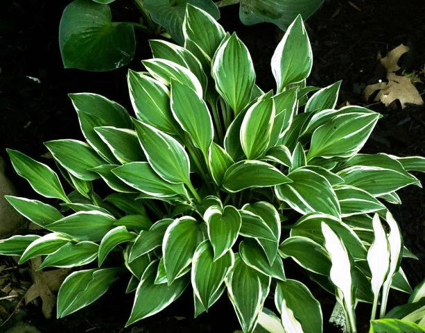 Green Blue Hosta Flower seeds for Planting - Long Bloom Season, Heirloom & GMO Free Seeds for Home Garden