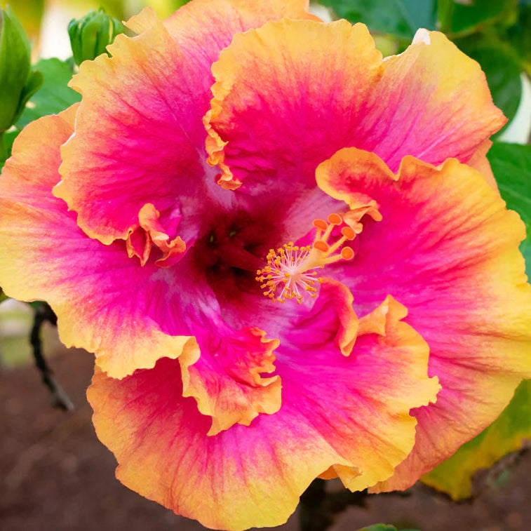 Double Pink Yellow Hibiscus Seeds - Hardy Flower Garden Exotic Perennial Seed for Winter - Full Sun Perennial Flower Seeds - Ideal Garden Seeds for Land Owners and Floral Arrangers - Evergrowseeds