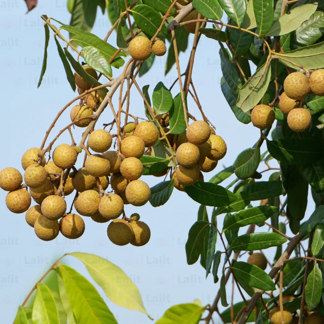 Yellow Dimocarpus Fruit Seeds for Sweet Planting" - Evergrowseeds