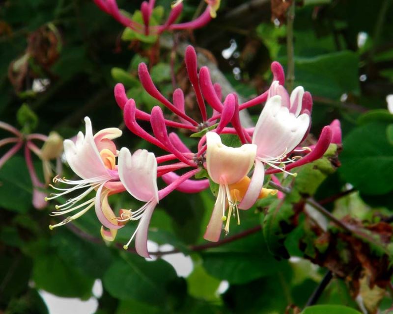 Pink White Cape Honeysuckle Flower seeds for Planting - Fragrant Blossoms, Heirloom & GMO Free Seeds for Home Garden