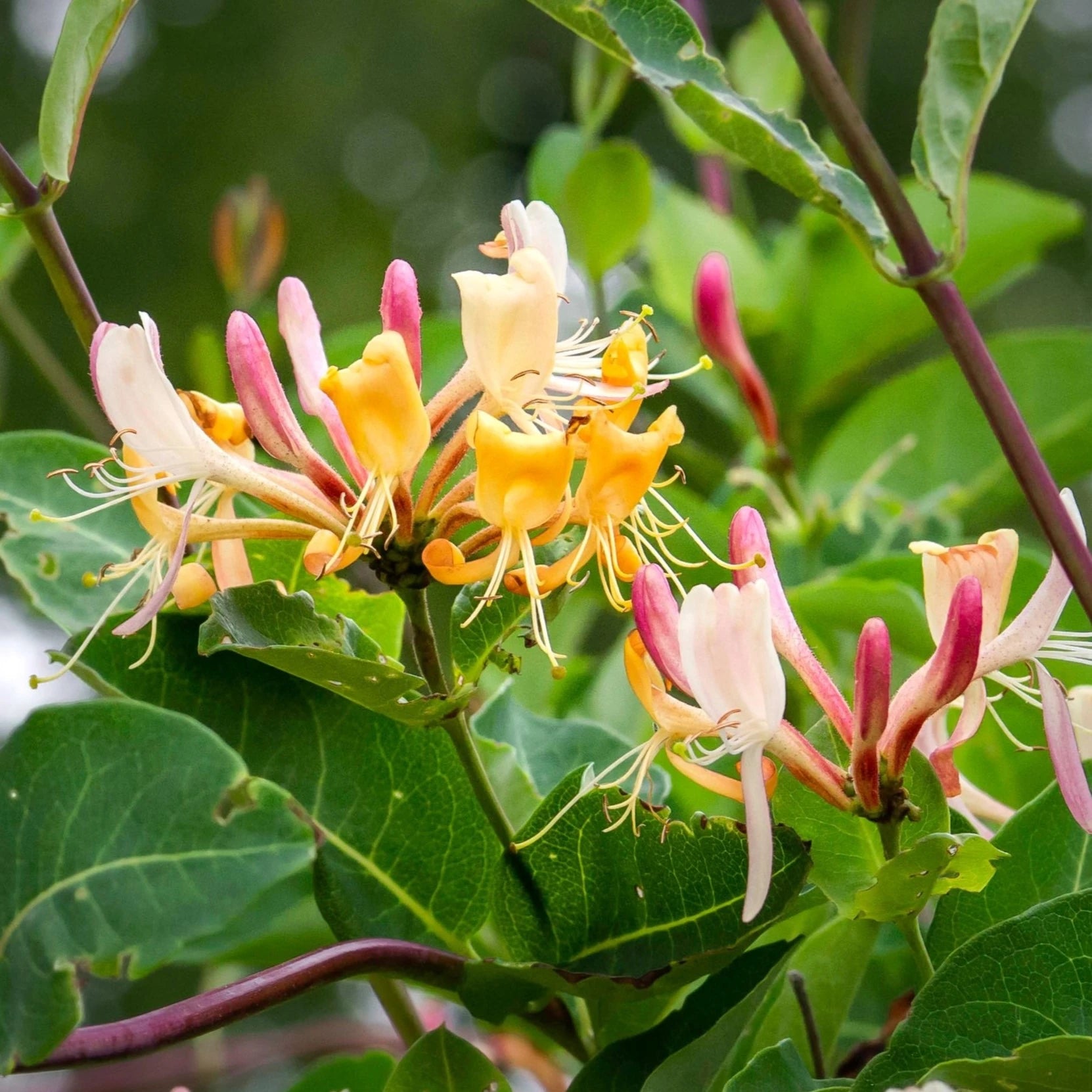 Pink White Cape Honeysuckle Flower seeds for Planting - Fragrant Blossoms, Heirloom & GMO Free Seeds for Home Garden
