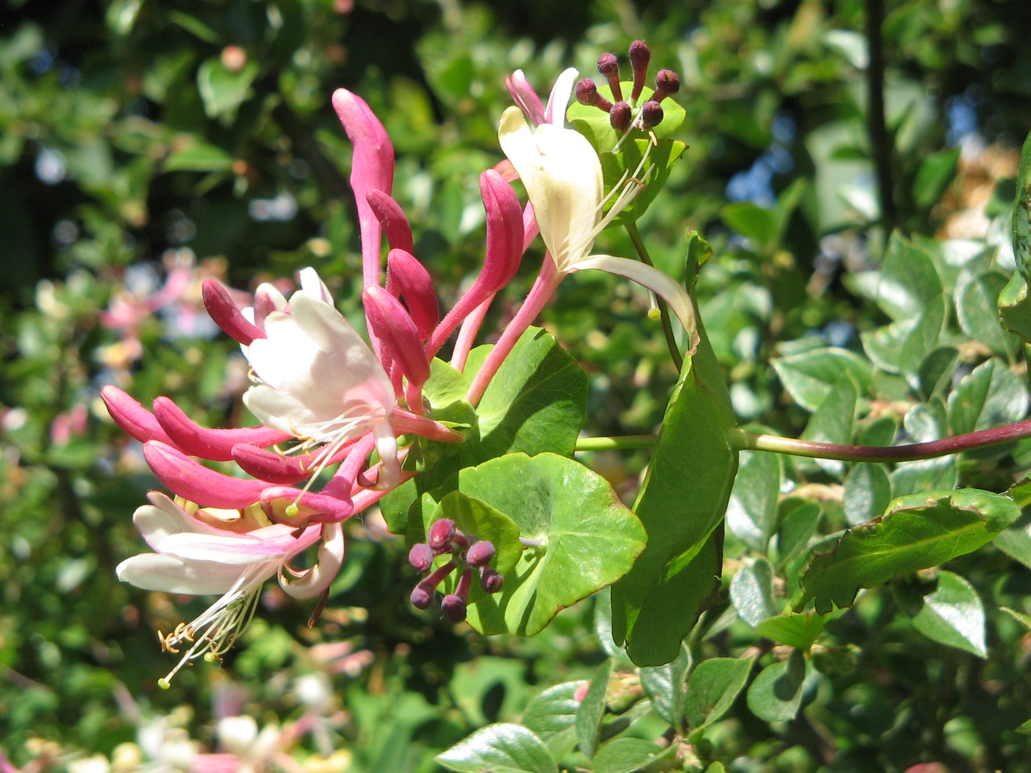 Pink White Cape Honeysuckle Flower seeds for Planting - Fragrant Blossoms, Heirloom & GMO Free Seeds for Home Garden