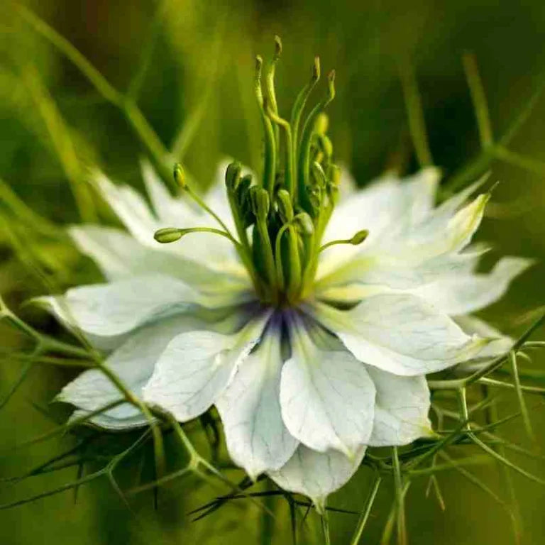 White Autumn Flower seeds for Planting - Premium Quality, Heirloom & GMO Free Seeds for Home Garden
 
 Sale seeds for planting in home garden