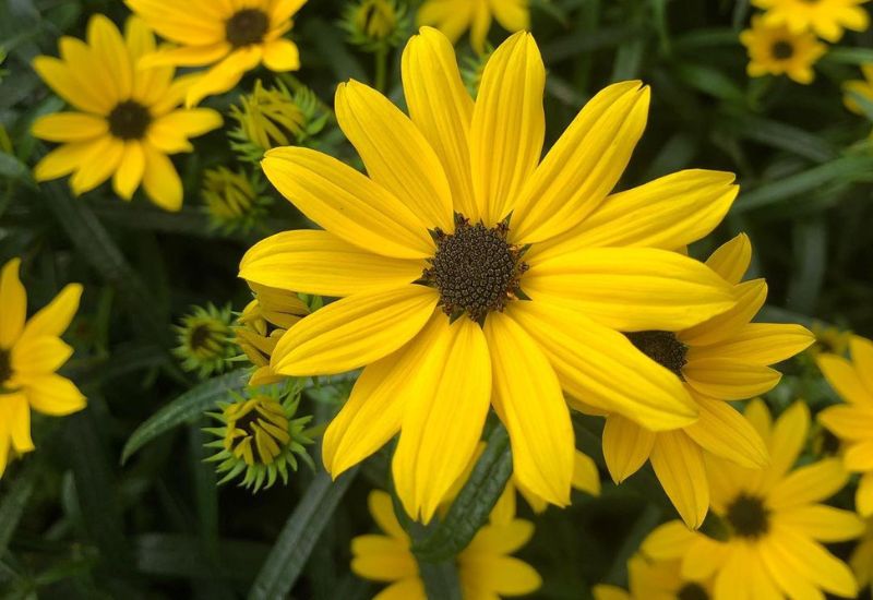 Yellow Rudbeckia Flower seeds for Planting - Cottage Garden Essential, Heirloom & GMO Free Seeds for Home Garden