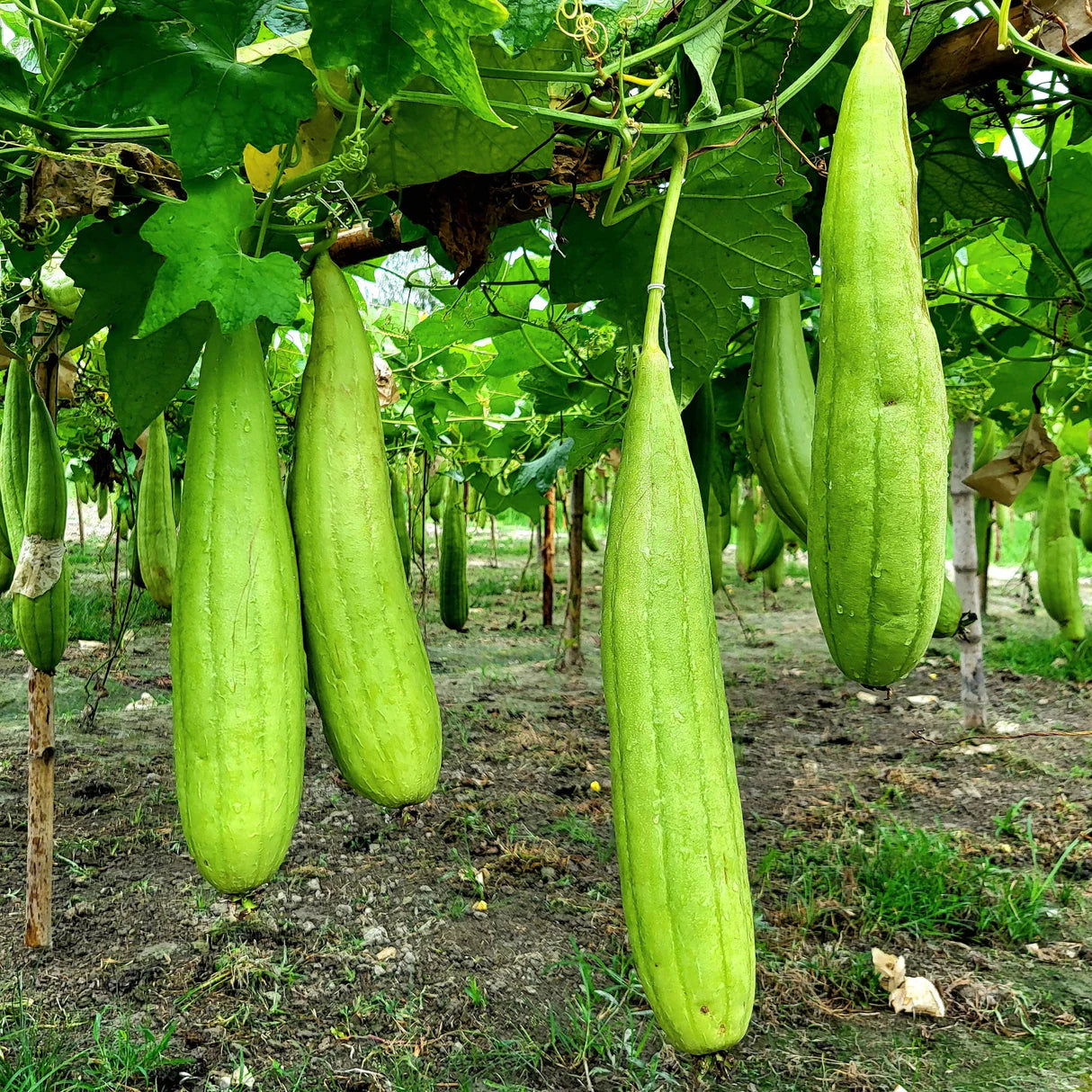 Green Luffa Sponge Vegetable Seeds for Planting