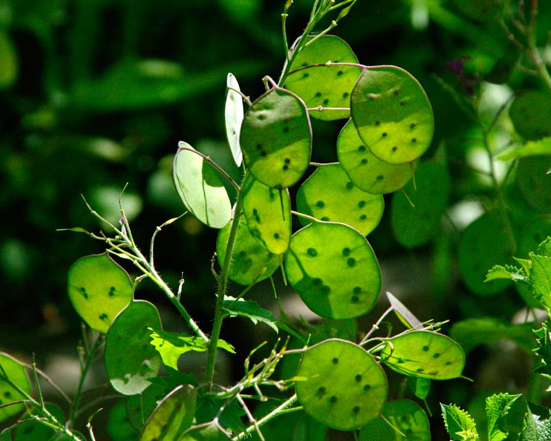 Green Lunaria Flower seeds for Planting - Premium Quality, Heirloom & GMO Free Seeds for Home Garden