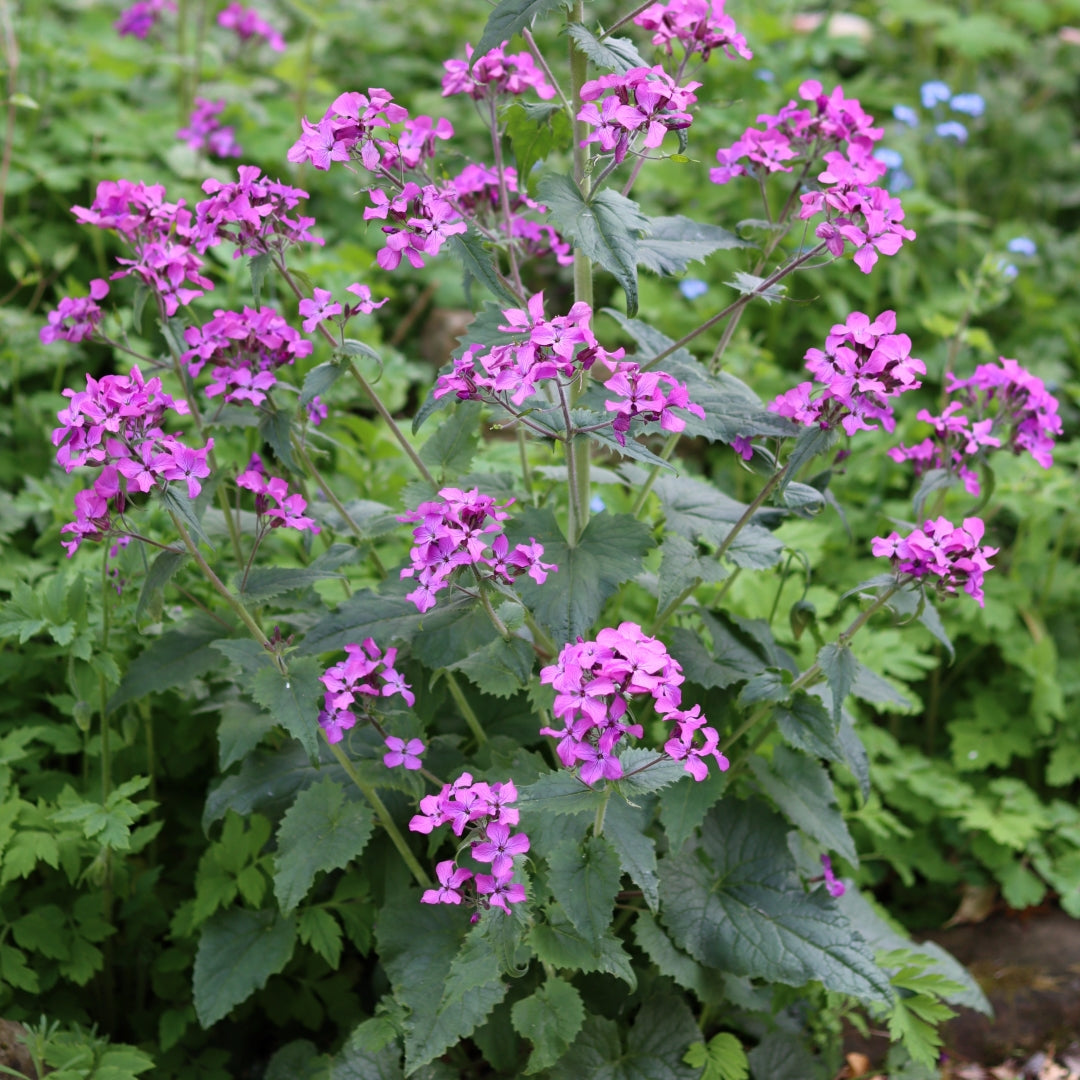 Lunaria Annua Variegata Money Flower seeds for Planting - Premium Quality, Heirloom & GMO Free Seeds for Home Garden