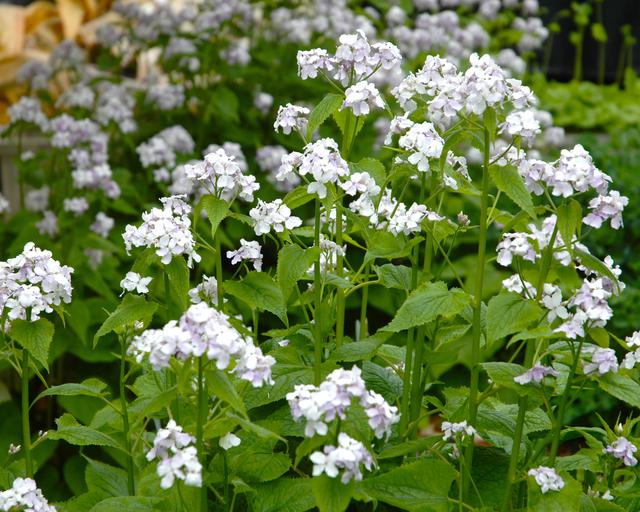 White Lunaria Flower seeds for Planting - Drought Tolerant, Heirloom & GMO Free Seeds for Home Garden