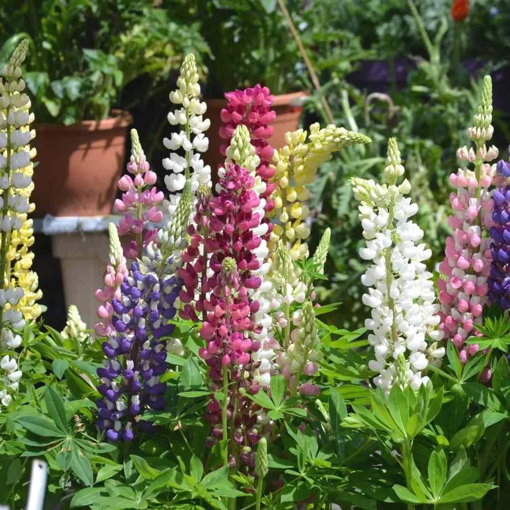 Lupine Mixed Flower seeds for Planting - Perfect for Borders, Heirloom & GMO Free Seeds for Home Garden