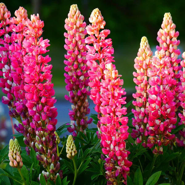 Russell Lupine Flower seeds for Planting - Perfect for Borders, Heirloom & GMO Free Seeds for Home Garden