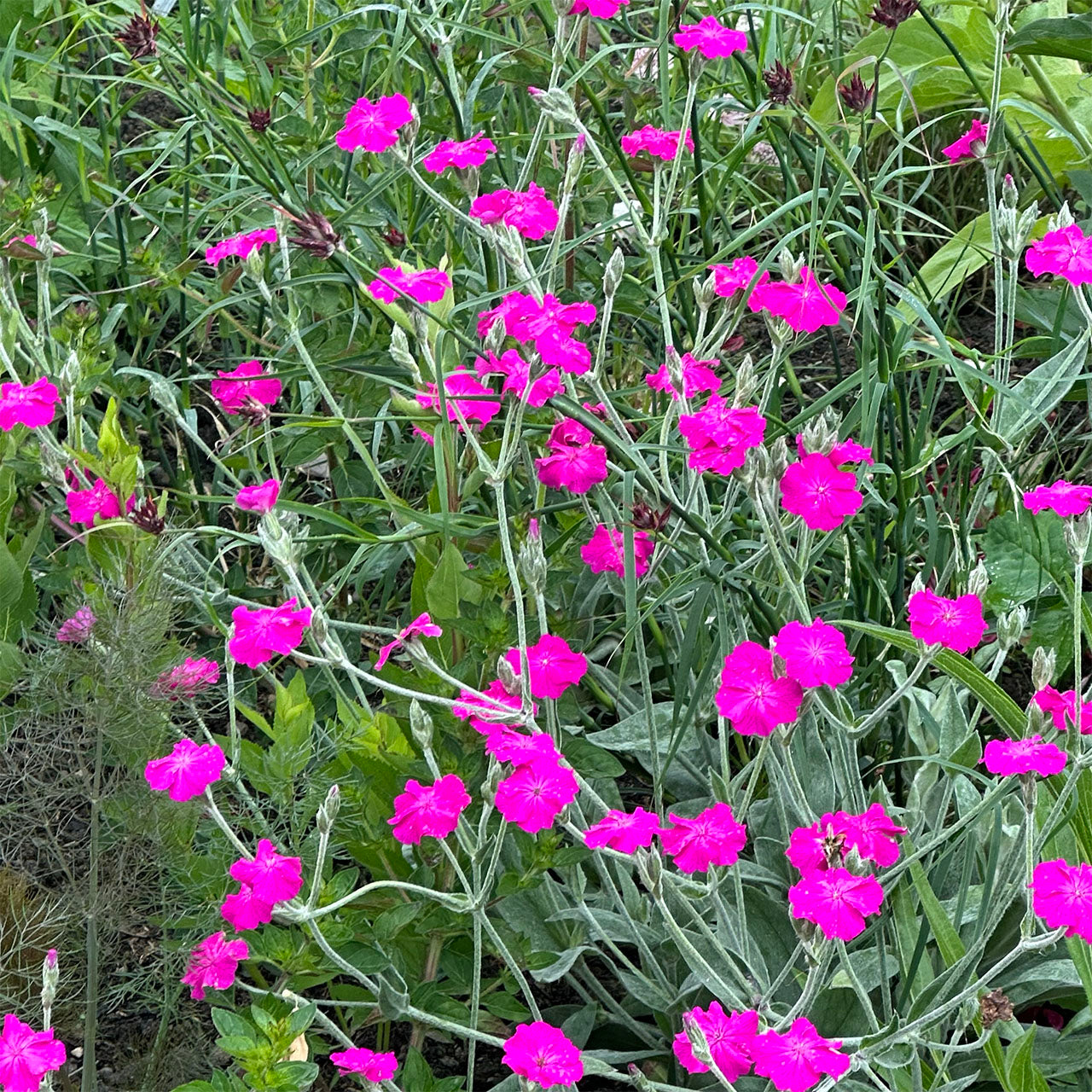 Violet Lychnis Flower seeds for Planting - Hardy Variety, Heirloom & GMO Free Seeds for Home Garden