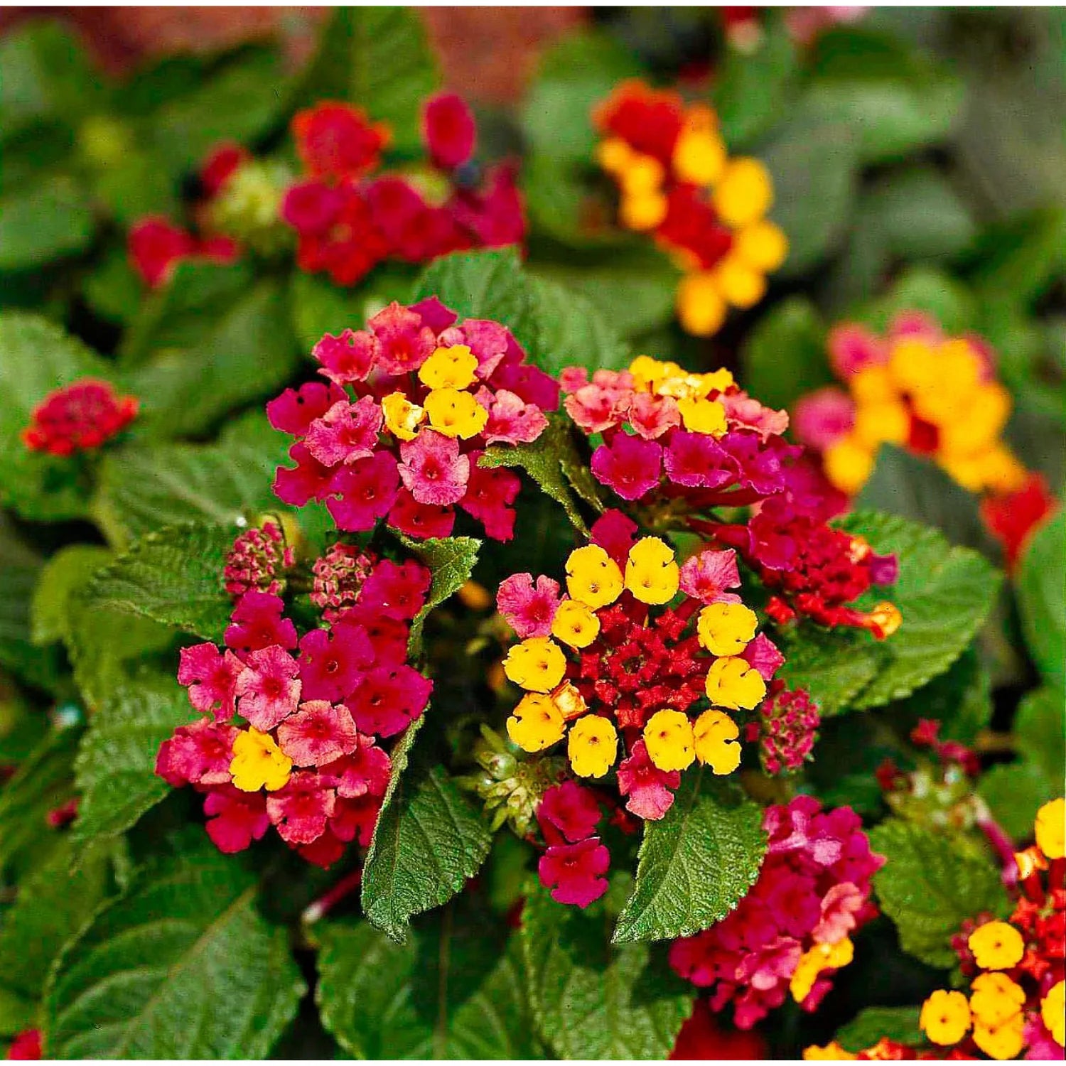 Wandelrose Flower seeds for Planting - Easy to Grow, Heirloom & GMO Free Seeds for Home Garden