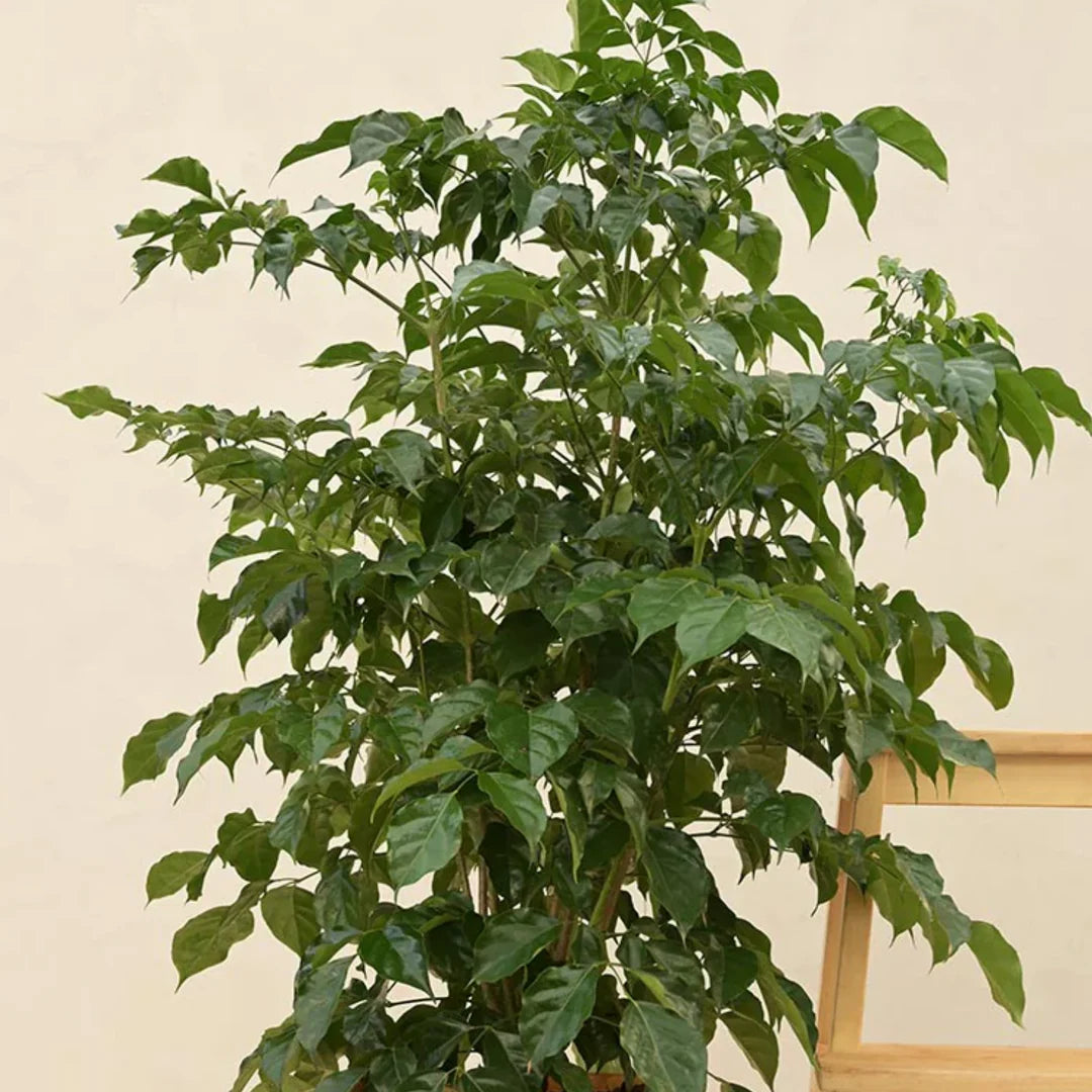 Green Radermachera Sinica Seeds for Planting