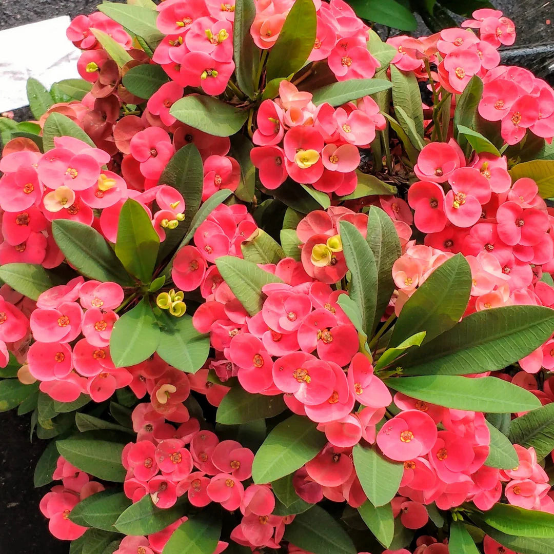 Mixed Euphorbia Milii Hybrid Flower seeds for Planting - Premium Quality, Heirloom & GMO Free Seeds for Home Garden