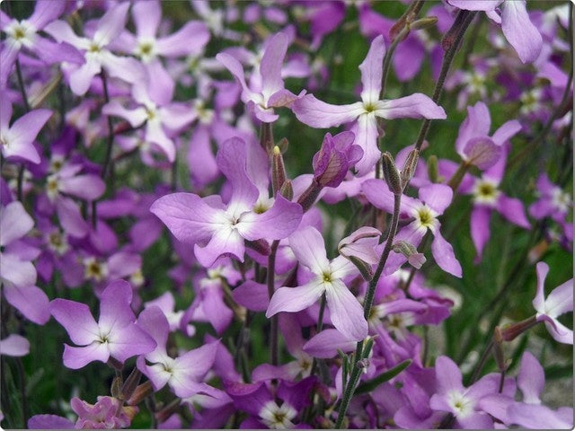Matthiola Flower seeds for Planting - Perfect for Borders, Heirloom & GMO Free Seeds for Home Garden