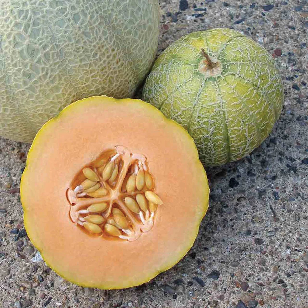 Minnesota Midget Cantaloupe Melon (Cucumis melo reticulatus) Fruit Seeds