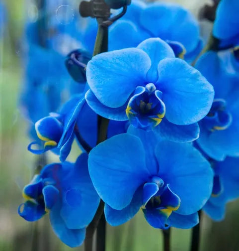 Futaba Blue Butterfly Orchid Flower seeds for Planting - Hardy Variety, Heirloom & GMO Free Seeds for Home Garden