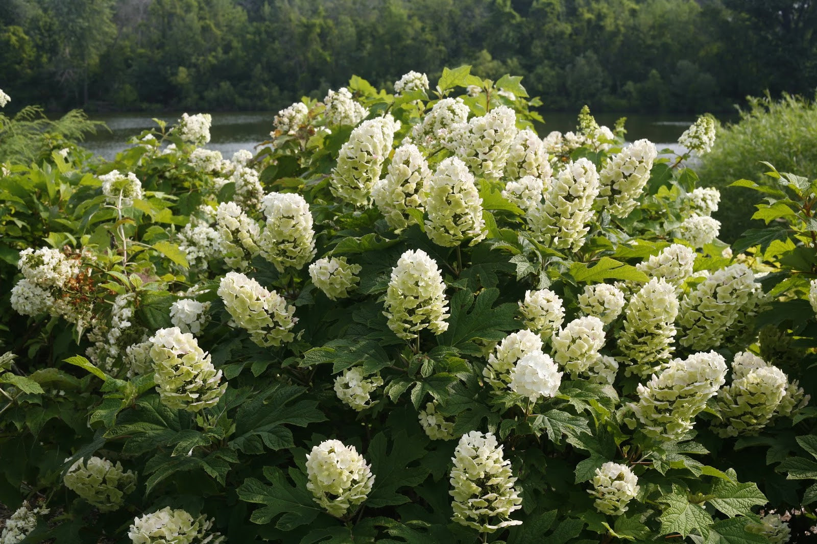 Mix Quercifolia Flower seeds for Planting - Premium Quality, Heirloom & GMO Free Seeds for Home Garden