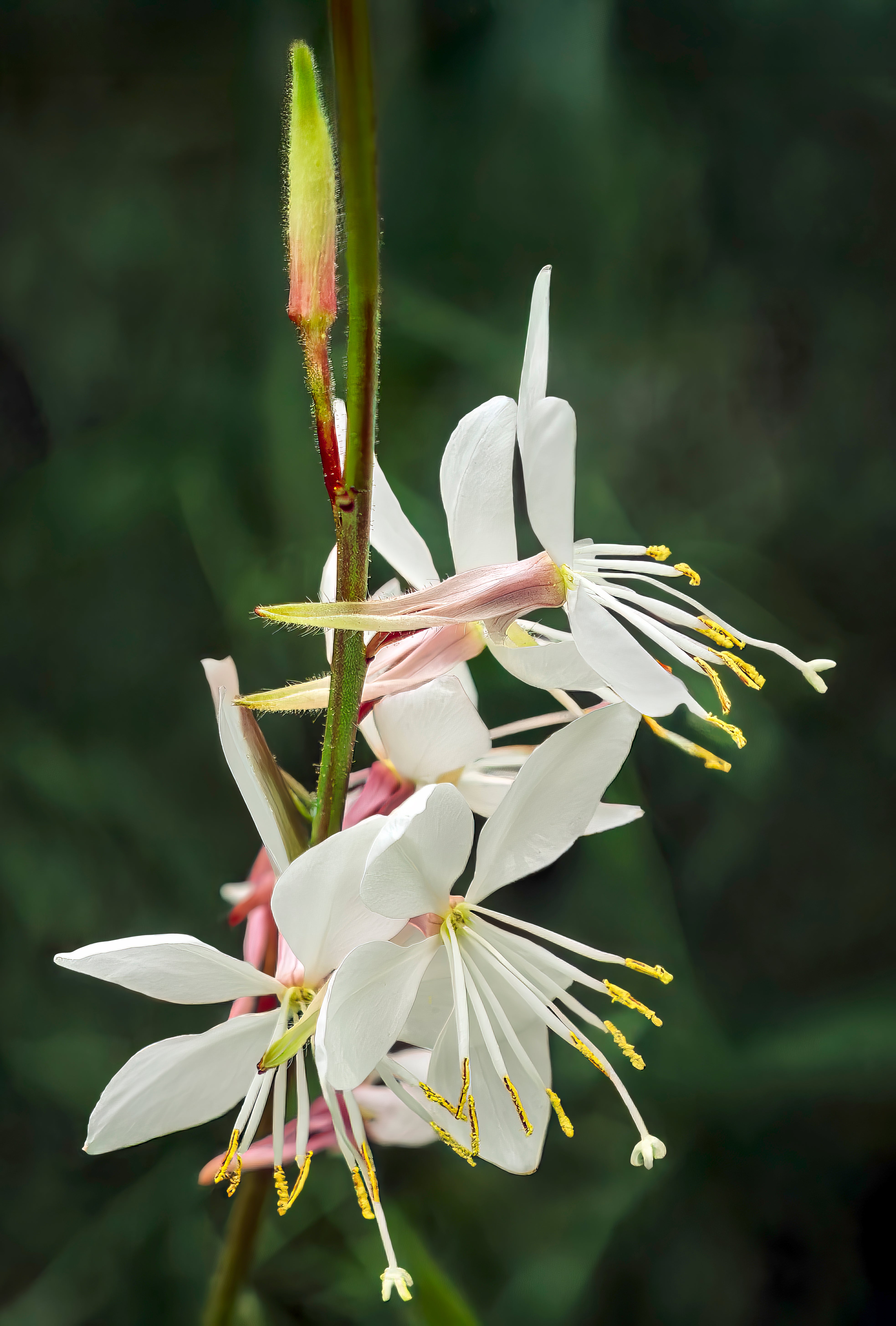 Gaura Flower seeds for Planting - Sun Loving, Heirloom & GMO Free Seeds for Home Garden
