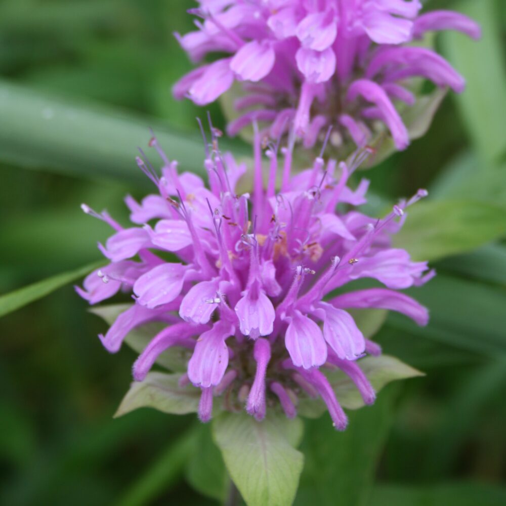 Purple Monarda Fistulosa Flower seeds for Planting - Sun Loving, Heirloom & GMO Free Seeds for Home Garden