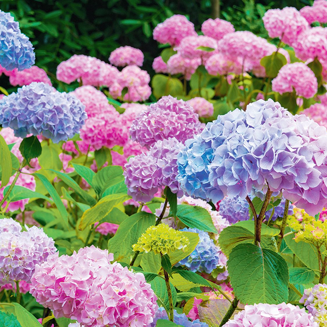 Hydrangea Pink Flower seeds for Planting - Fragrant Blossoms, Heirloom & GMO Free Seeds for Home Garden