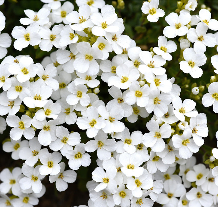 White Myosotis Flower seeds for Planting - Long Bloom Season, Heirloom & GMO Free Seeds for Home Garden