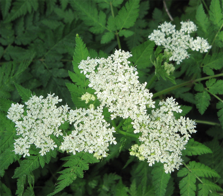Myrrhis Flower seeds for Planting - Drought Tolerant, Heirloom & GMO Free Seeds for Home Garden