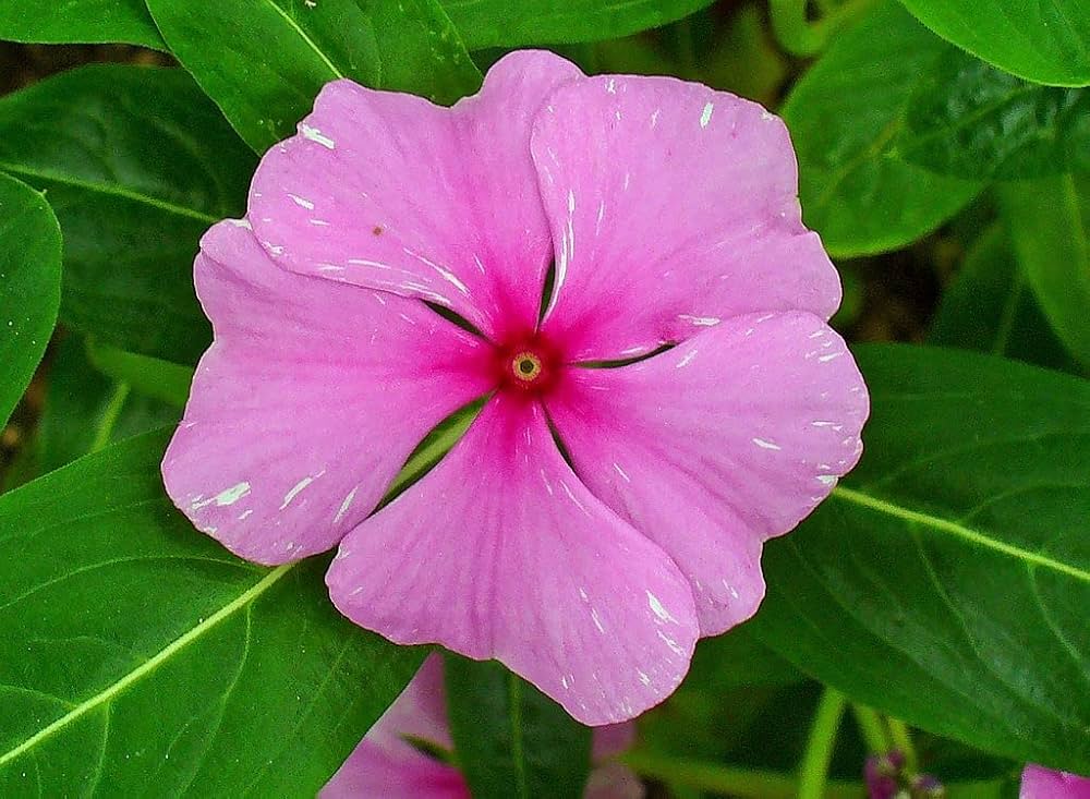 Ornamental Madagascar flower mix for gardens