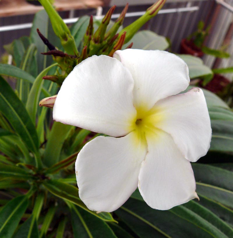 White Pachypodium Lamerei Flower seeds for Planting - Garden Favorite, Heirloom & GMO Free Seeds for Home Garden