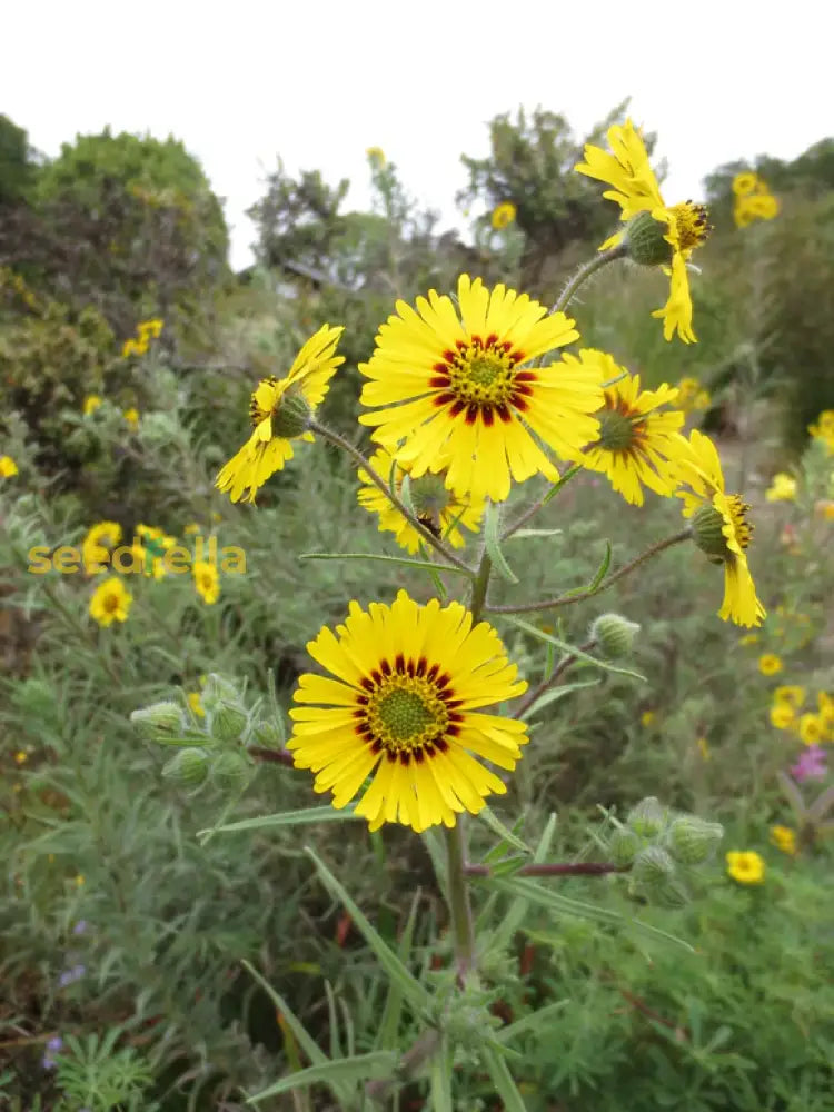 Yellow Madia Elegans seeds for planting
