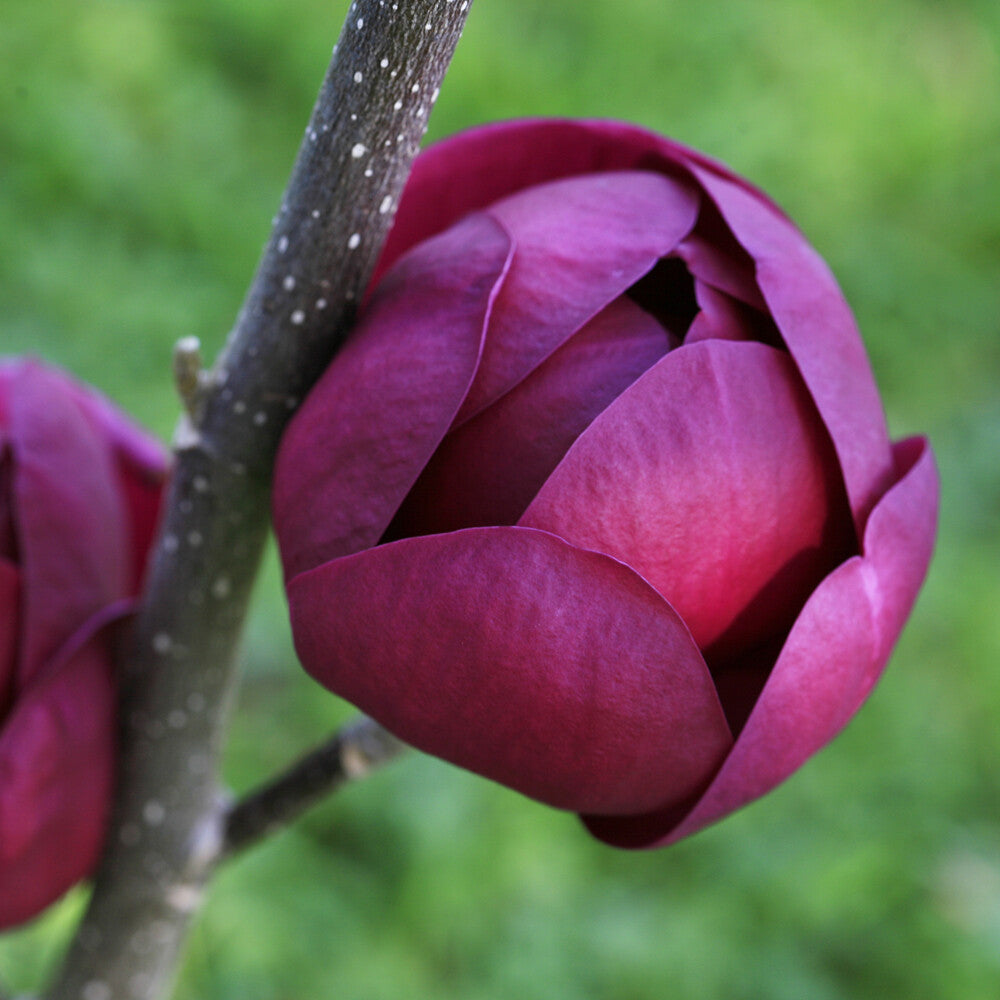 Tulip Tree Flower seeds for Planting - Premium Quality, Heirloom & GMO Free Seeds for Home Garden