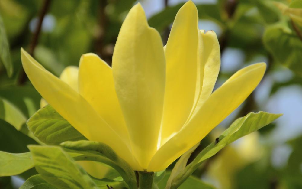Yellow Magnolia Flower Seeds – Bright, Bold Yellow Magnolias for Ornamental Garden Beauty