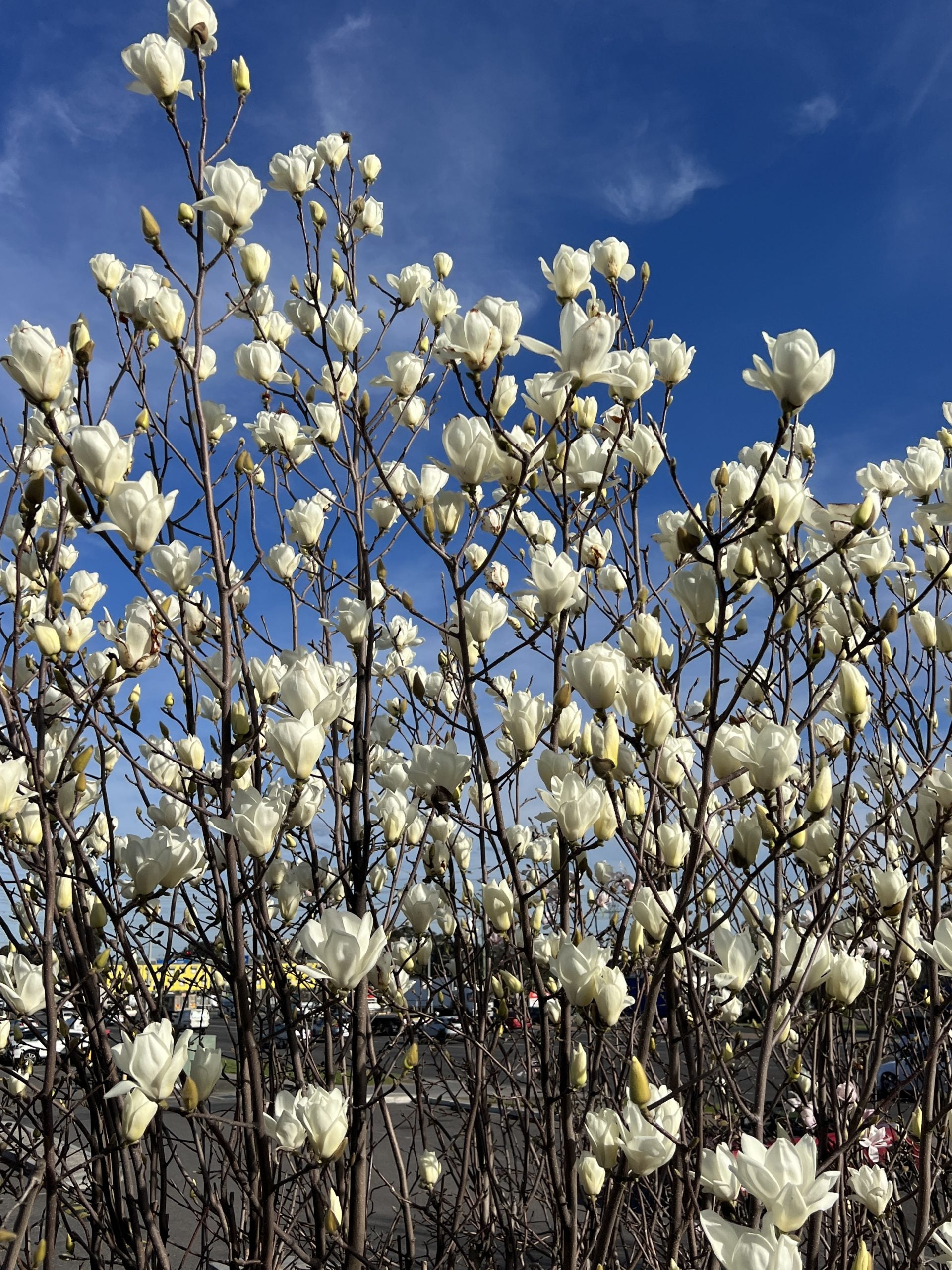 Yulan Magnolia Flower Planting Seeds - Evergrowseeds