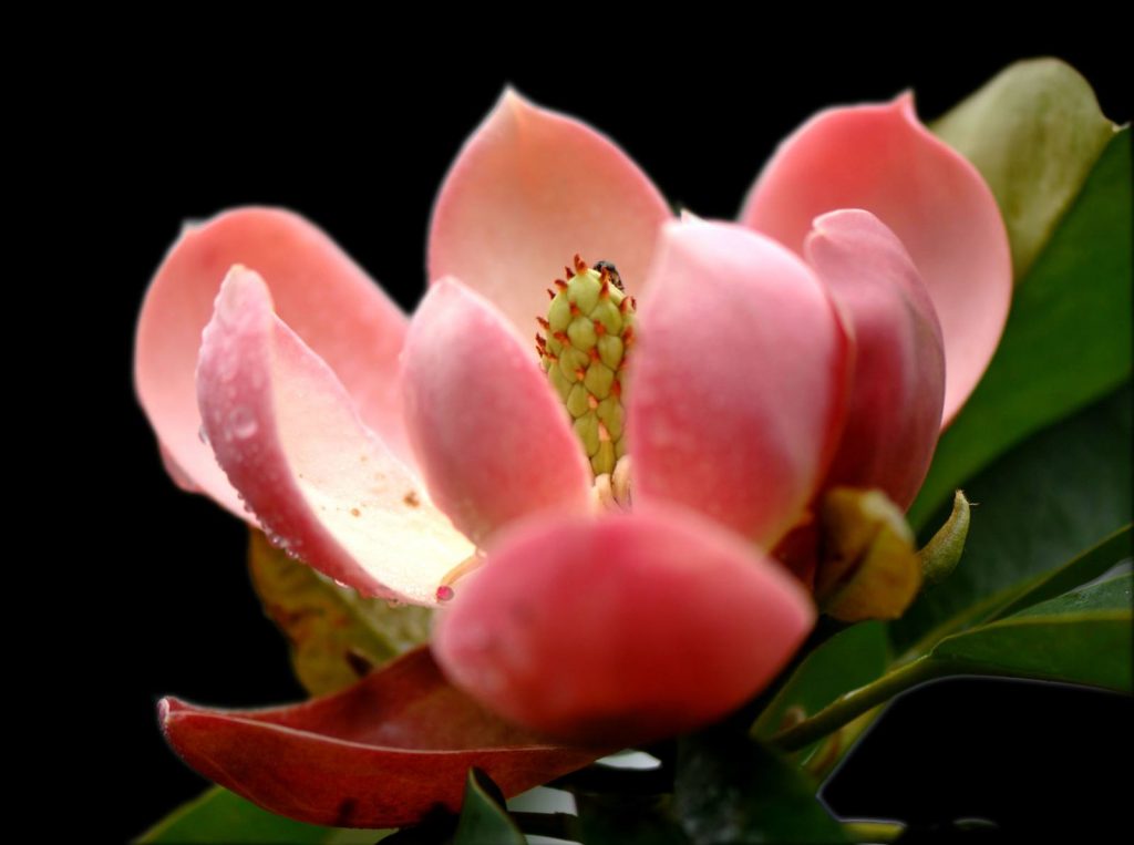 Magnolia Laevifolia Small Leaf Evergreen Magnolia - Fragrant Flowers Seeds