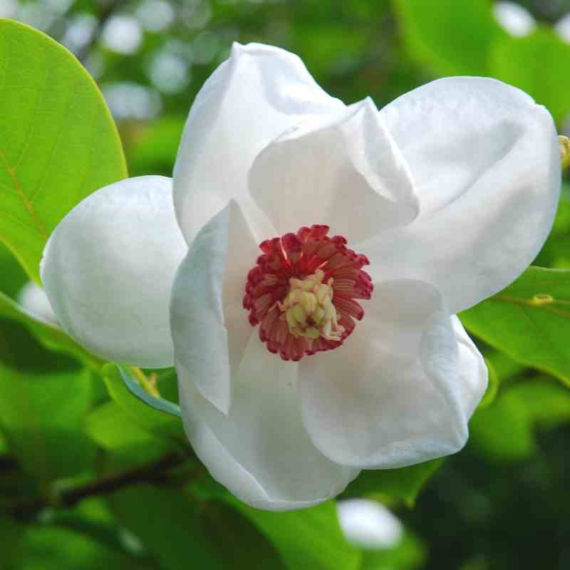 Yulan White Flower seeds for Planting - Fragrant Blossoms, Heirloom & GMO Free Seeds for Home Garden
