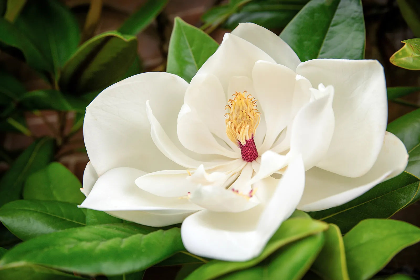 Heirloom Magnoliaceae Flower seeds for Planting Long Bloom Season Heirloom & GMO Free Seeds for Home Garden