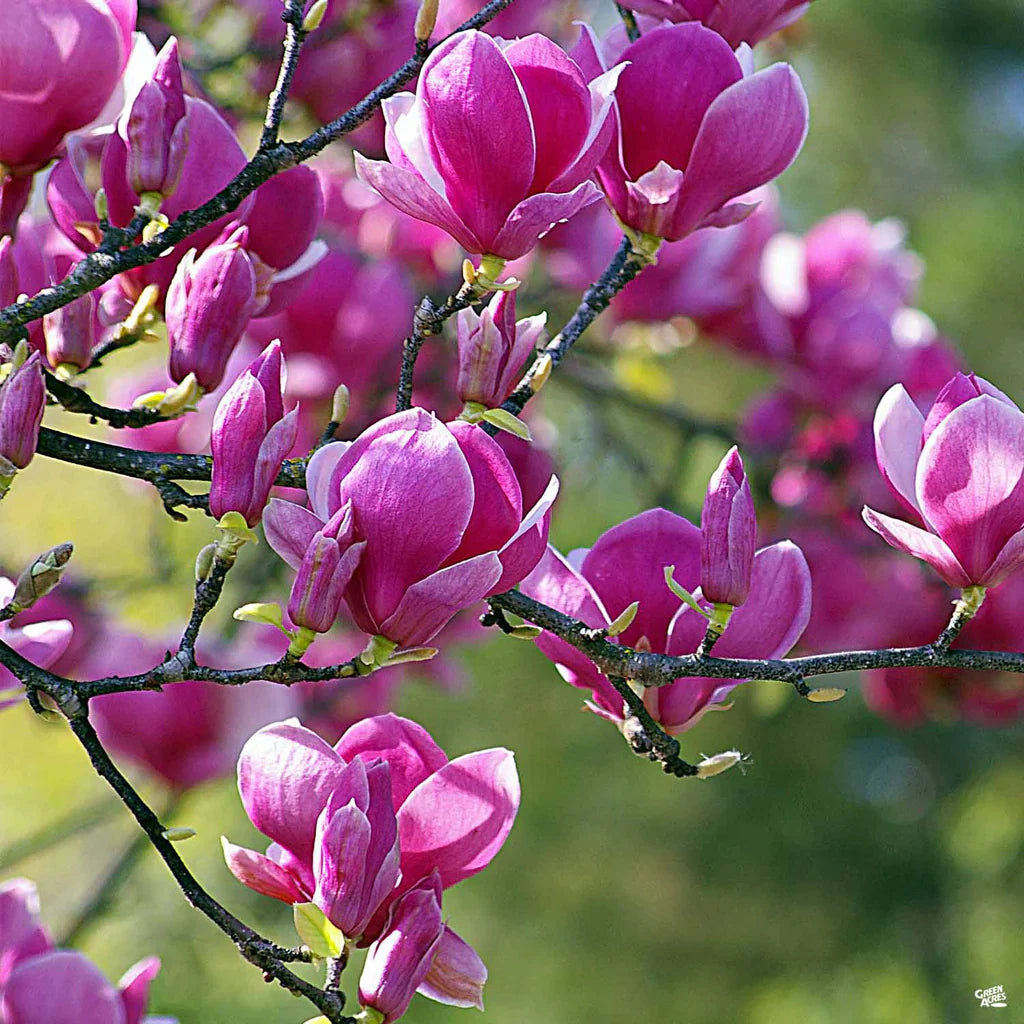 Tulip Tree Flower seeds for Planting - Premium Quality, Heirloom & GMO Free Seeds for Home Garden