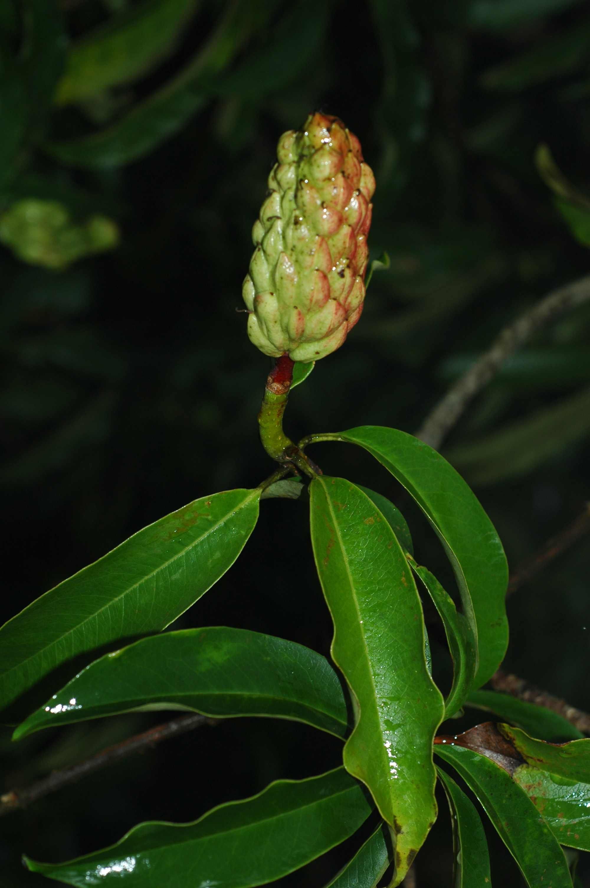 Magnolia Laevifolia Small Leaf Evergreen Magnolia - Fragrant Flowers Seeds
