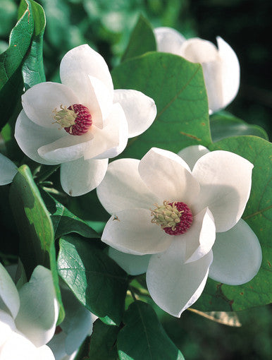 Yulan White Flower seeds for Planting - Fragrant Blossoms, Heirloom & GMO Free Seeds for Home Garden