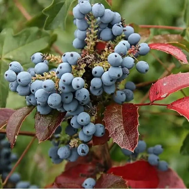 Oregon Grape Holly Fruit Vine (Mahonia aquifolium) Seeds Fruit Vine Seeds for Home Gardens, Trellises & Outdoor Growing