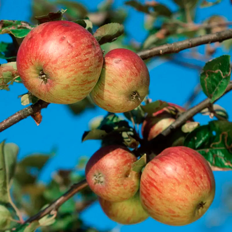 Apple Seed Planting Mix for Home Gardens