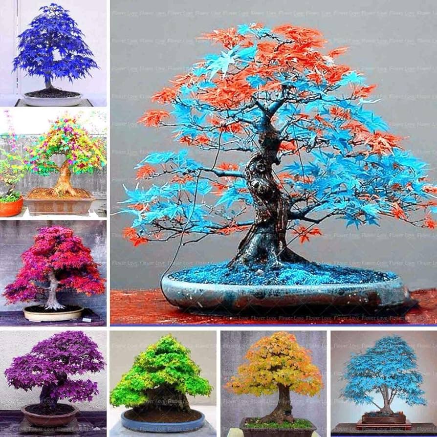 Maple bonsai seeds multi colored variety for planting