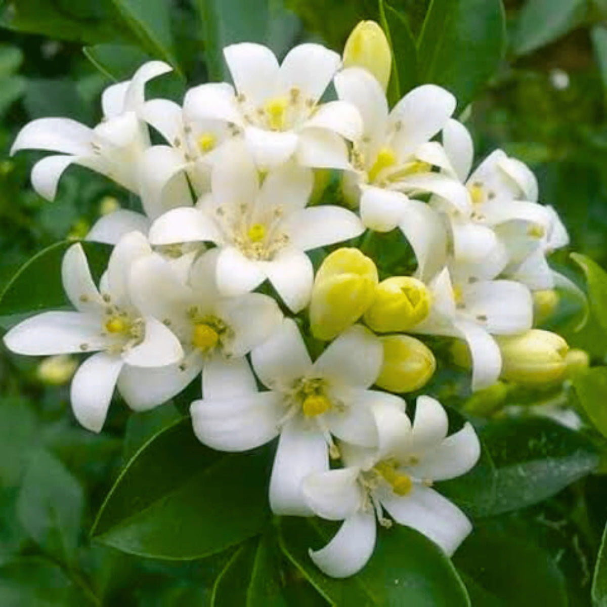 White Murraya Flower seeds for Planting - Hardy Variety, Heirloom & GMO Free Seeds for Home Garden
 
 Sale seeds for planting in home garden