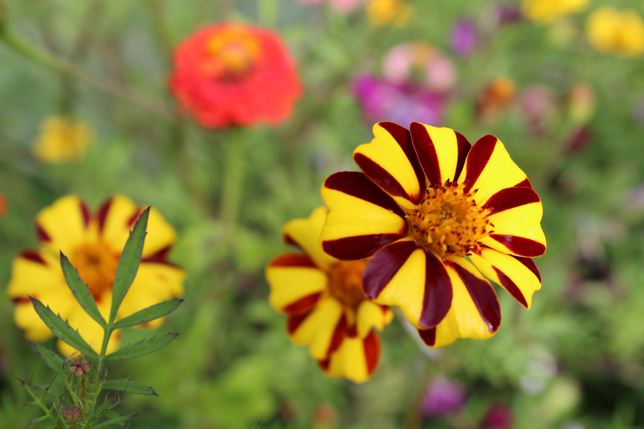 Marigold Mr Majestic Flower seeds for Planting Fragrant Blossoms Heirloom & GMO Free Seeds for Home Garden