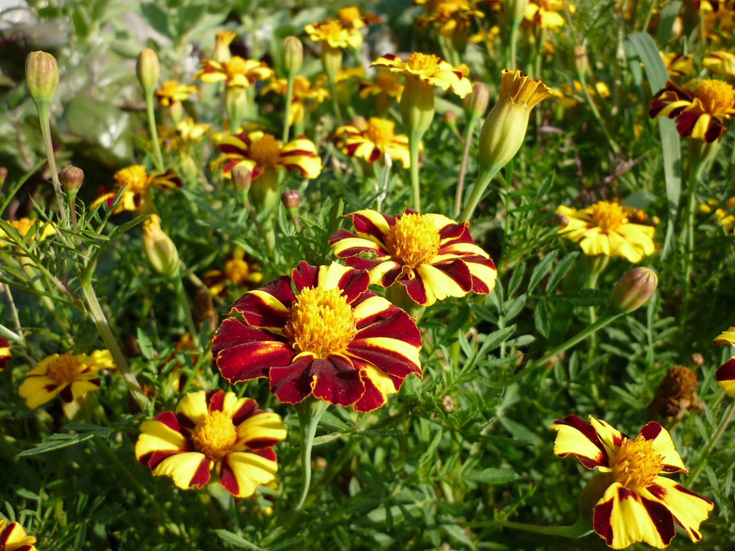 Marigold Mr Majestic Flower seeds for Planting Fragrant Blossoms Heirloom & GMO Free Seeds for Home Garden