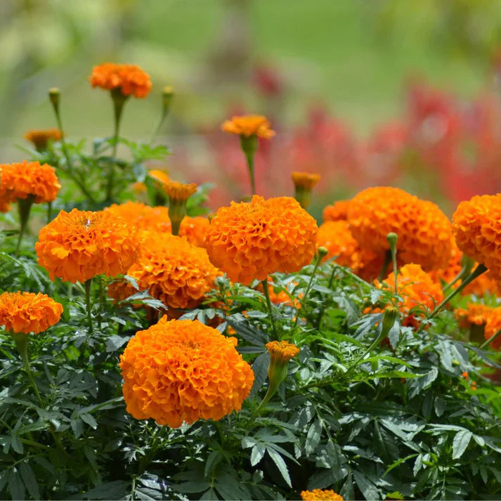 Mix Marigold Flower seeds for Planting - Fragrant Blossoms, Heirloom & GMO Free Seeds for Home Garden