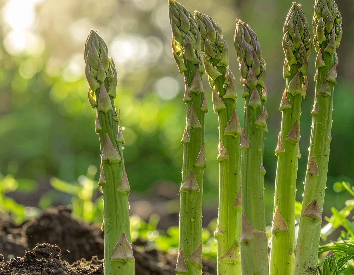 Green Asparagus Mary Washington Seeds for Perennial Planting - Evergrowseeds