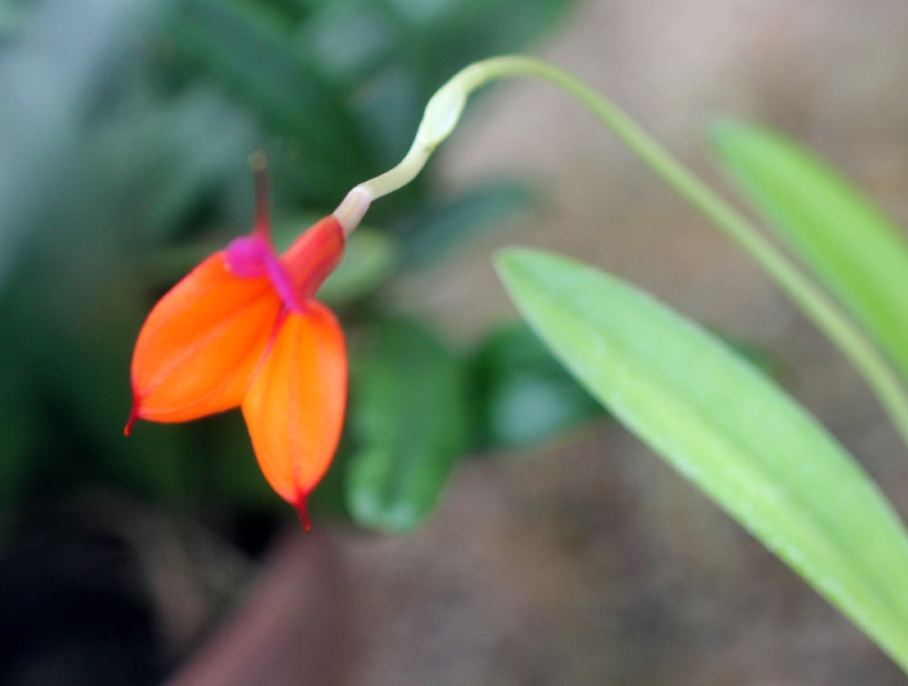 Orange Utricularia Flower seeds for Planting - Seasonal Bloomer, Heirloom & GMO Free Seeds for Home Garden